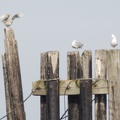 313-1065 Seagulls at Pier